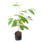 Rath Karaw | රත් කරව් (බීජ පැළ)