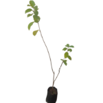 Beheth Midi | බෙහෙත් මිදි