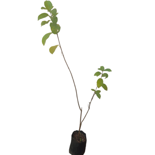 Ceylon Agri