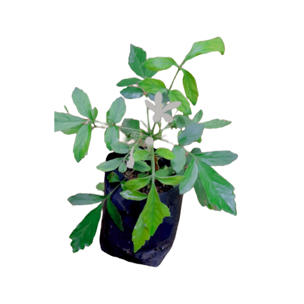 Ceylon Agri