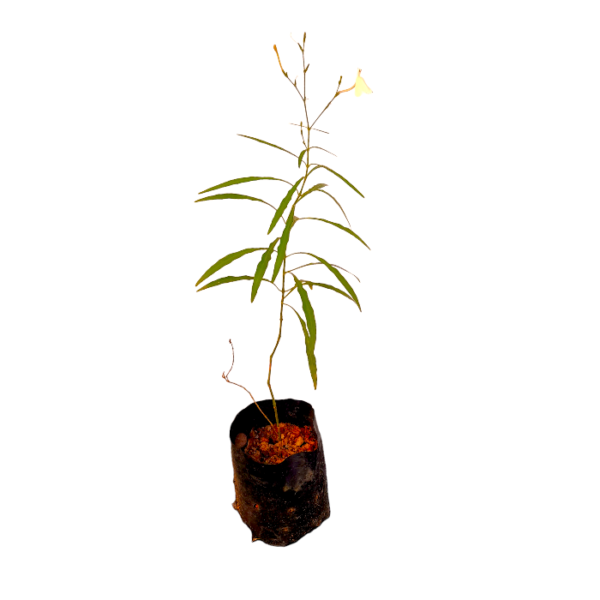 Ceylon Agri