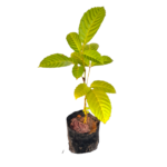 Gurulla | ගුරුල්ල