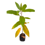 Aththikka | අත්තික්කා