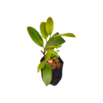 Samadara | සමදරා (ලේයර් පැළ)