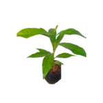 Madanakama | මදනකාම (බීජ පැළ)