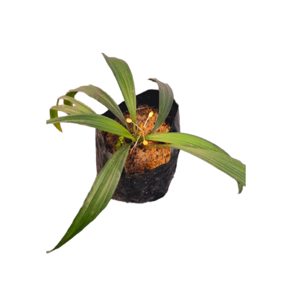 Ceylon Agri