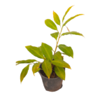 Wal Iguru | වල් ඉගුරු