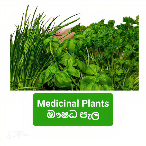 Online Plants Store Sri Lanka Online Plants Ceylon Agri
