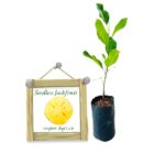 Seedless Jackfruit   [Medium size] | බීජ රහිත පැණි වරකා (බද්ධ පැළ) - Malaysian Variety