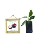 Mangus | Mangosteen | මැංගුස් (බීජ පැළ)