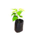 Thitta Anguna | තිත්ත අඟුණ