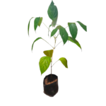 Thotilla | තොටිල්ල