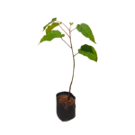 Pathana Bo | පතන බෝ