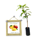 Gira Mango | ගිරා අඹ