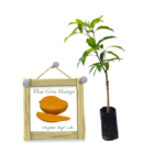 Gira Mango | ගිරා අඹ - Foregin Variety