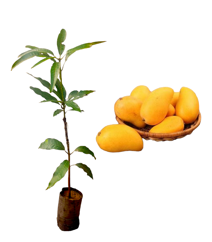 Ceylon Agri