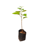 Ruk Anguna | රුක් අඟුණ