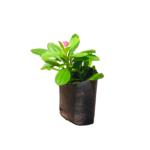 Gas Nivithiya | ගස් නිවිතිය