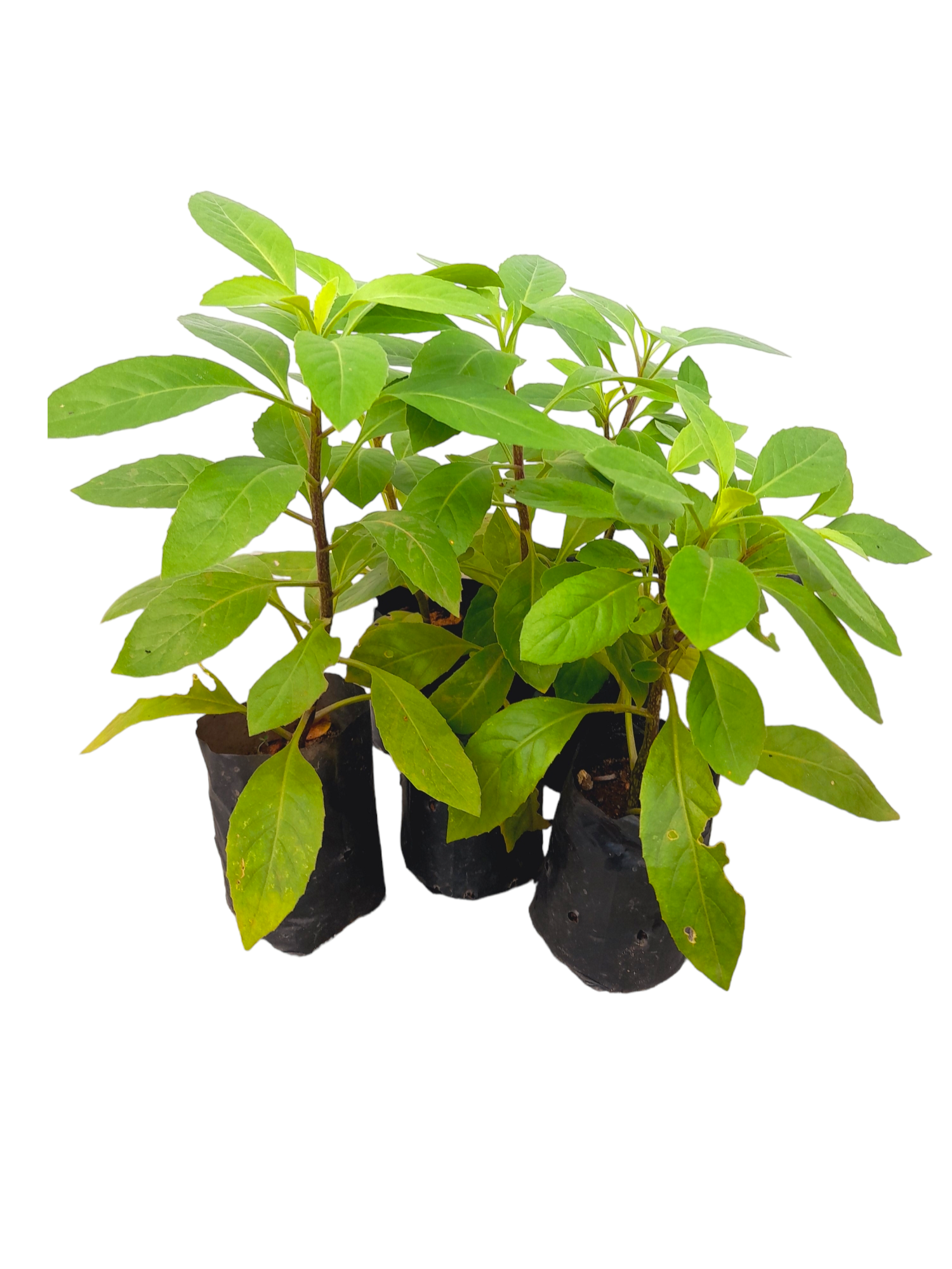 Ceylon Agri