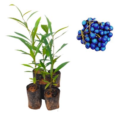 Ceylon Agri