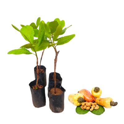 Ceylon Agri