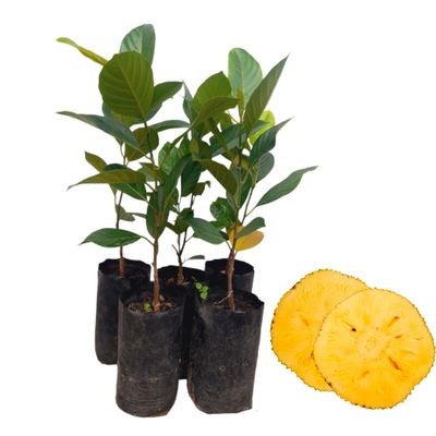 Ceylon Agri