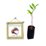 Red Custard Apple | රතු සීනි අනෝදා