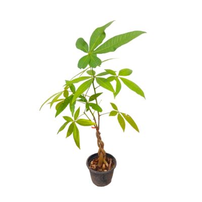 Ceylon Agri