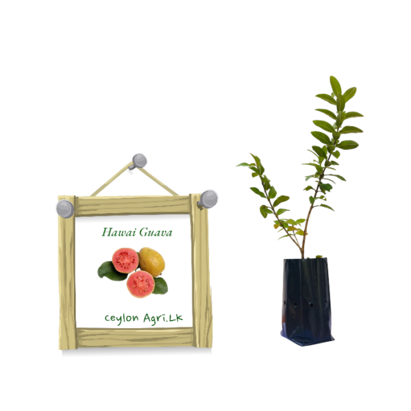 hawai-guava-ceylon-agri-best-healthy-plants