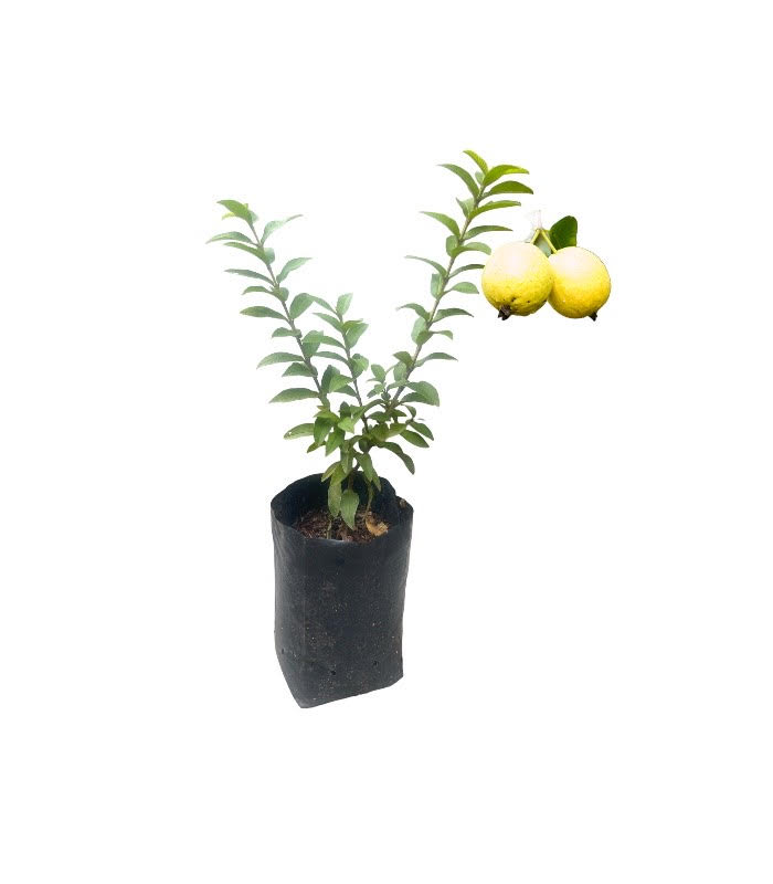 Ceylon Agri