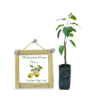 Malaysia Green Pears | මැලේසියන් කොළ පෙයාස්