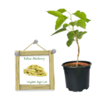 Yellow Mulberry | කහ මල්බෙරි