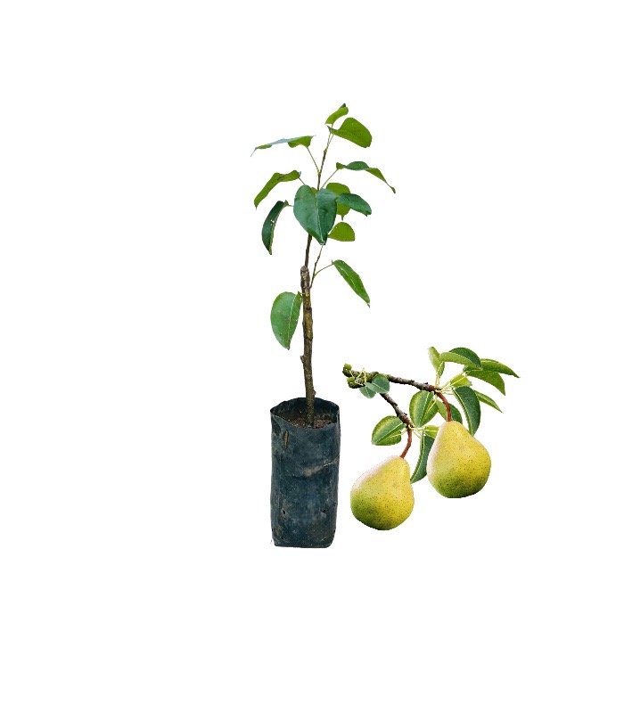 Ceylon Agri