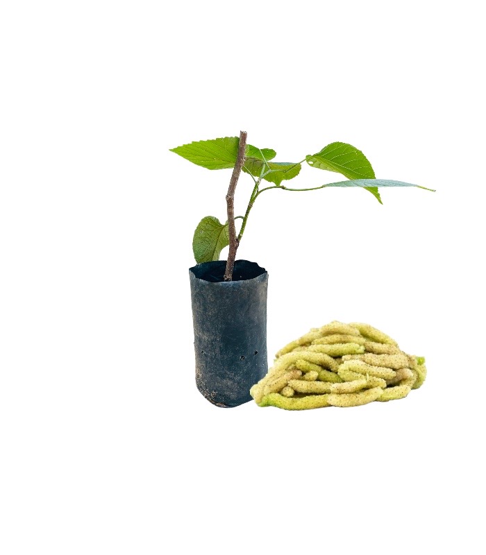Ceylon Agri