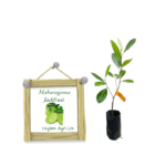 Maharagama Jackfruit | මහරගම කොස්