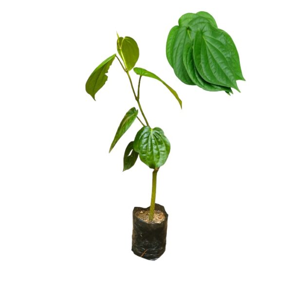 betel plant