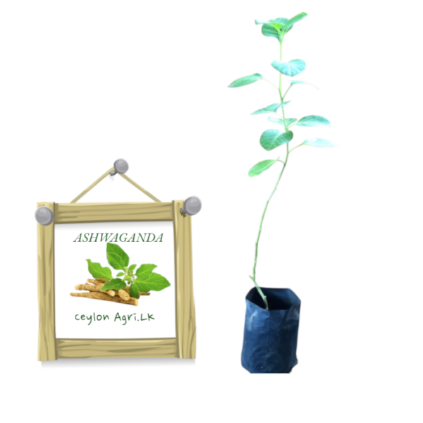 Ceylon Agri