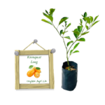 Kumquat | පොත්ත පිටින් කන නාරං - දිග ගෙඩි (බද්ධ පැළ)