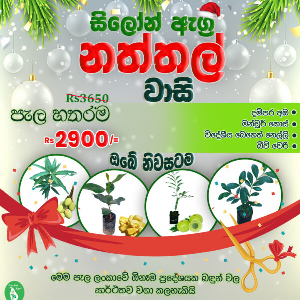Christmas Offer