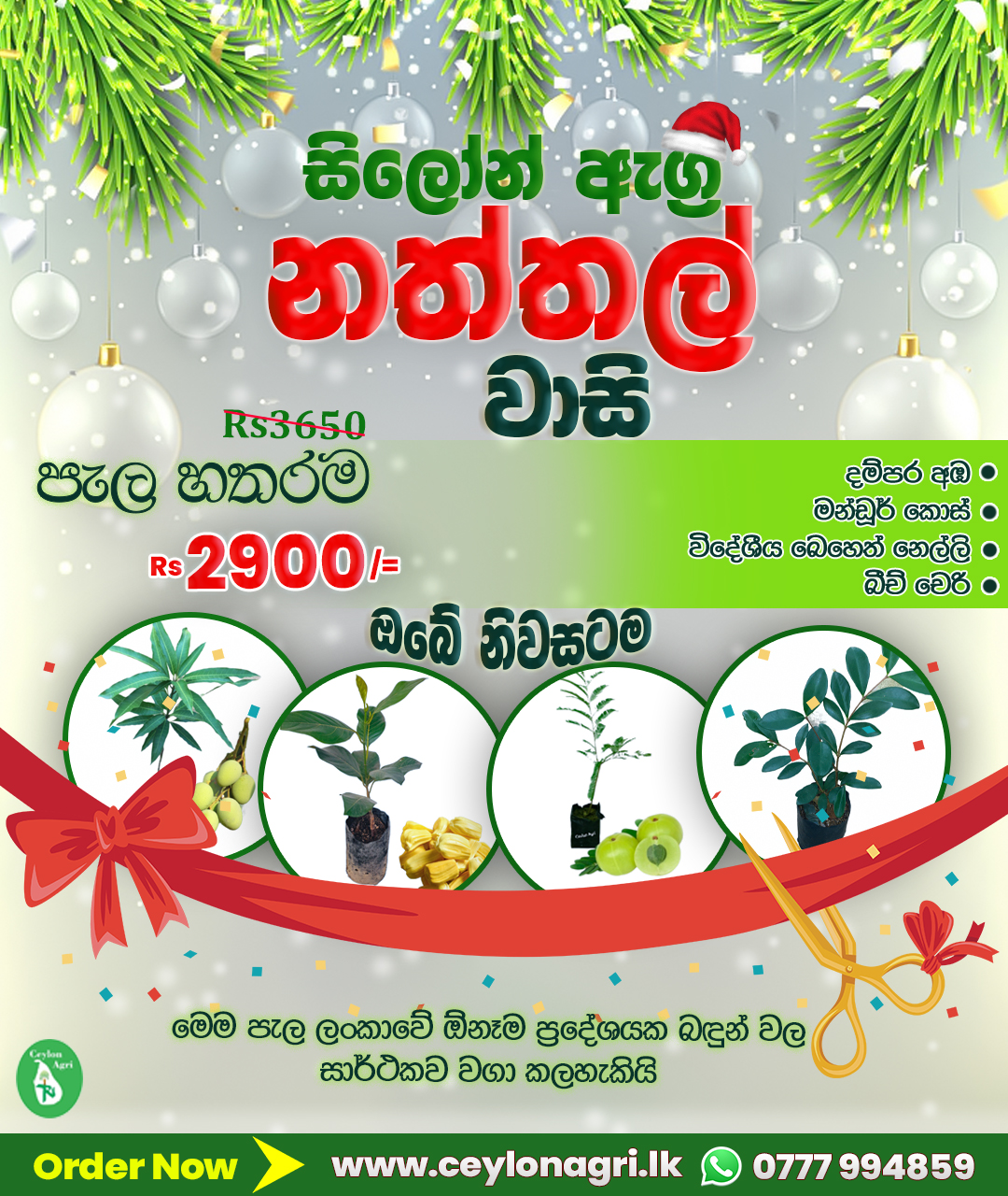 Christmas Offer