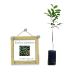 Kothala Himbutu | කොතල හිඹුටු