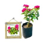 Lanthana | ලන්තානා