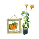 Crossandra | ක්‍රොසැන්ඩ්‍රා