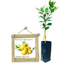 Rahangala Jamanaran | රහංගල ජමනාරං