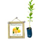 Round Lemon | රවුම් ලෙමන්