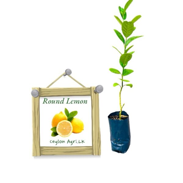 Round Lemon | රවුම් ලෙමන්