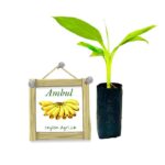 Banana | Ambul | ඇඹුල් කෙසෙල් (පටක රෝපණ)