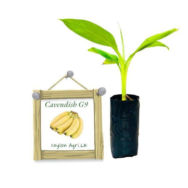 Cavendish Banana | කැවෙන්ඩිස් කෙසෙල්