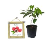 Lychee | ලයිචි