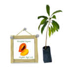 Sapote | Lavulu | ලාවුලු - Foregin Variety (බද්ධ පැළ)